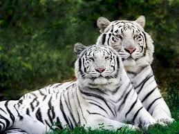 Tygříci bílé